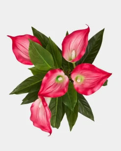 Fashion Dunnes Stores Calla Lily