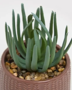 New Dunnes Stores Carolyn Donnelly Eclectic Succulent In Pot