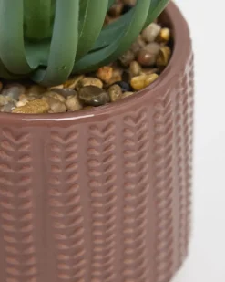 New Dunnes Stores Carolyn Donnelly Eclectic Succulent In Pot