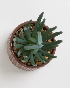 New Dunnes Stores Carolyn Donnelly Eclectic Succulent In Pot