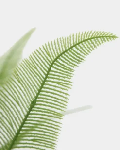 Discount Dunnes Stores Fern Stem