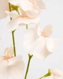 Fashion Dunnes Stores Paul Costelloe Living Pea Blossom Stem
