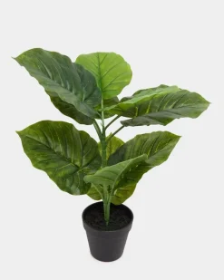 Fashion Dunnes Stores Potted Foliage
