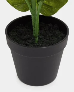 Fashion Dunnes Stores Potted Foliage