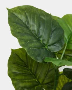 Fashion Dunnes Stores Potted Foliage